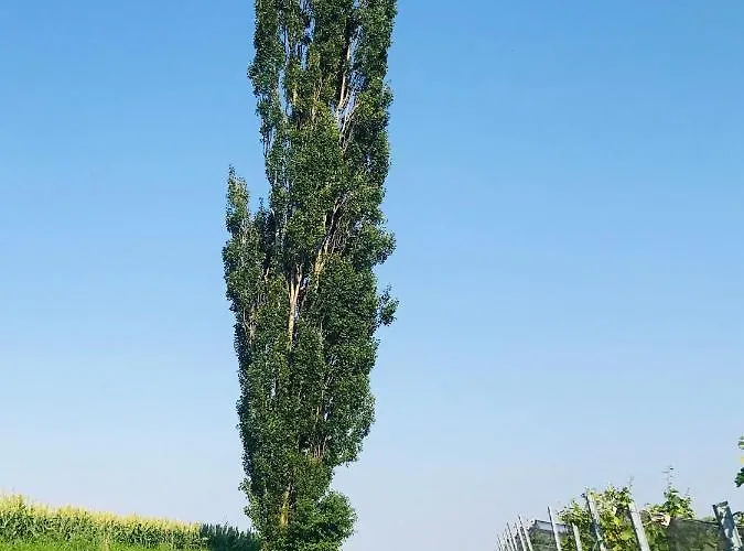 펜션 Landvilla Sinelia Premium *